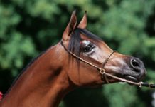 Watch the Canadian National Arabian Championship Horse Show live online arabian halter