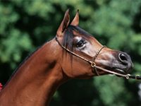 Watch the U.S. National Arabian and Half-Arabian Championship Horse Show arabian halter