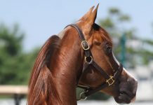 Discover the Arabian Horse arabian horse