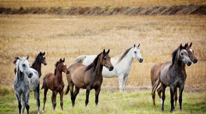 herd of arabian horses