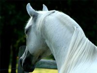 arabian horse