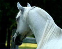 arabian horse
