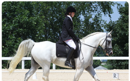 Arabian Sport Horse National Championship is under way arabian sporthorse