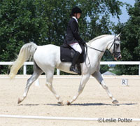 arabian sporthorse