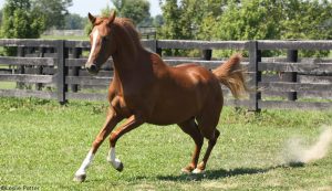 Quiz: What Horse Breed are You?