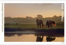 assateague pony stamp