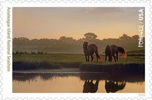 Wild Ponies Featured on New Stamp