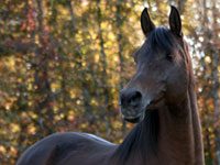 Public comment sought for Canadian Code of Practice for care of equines autumn arab
