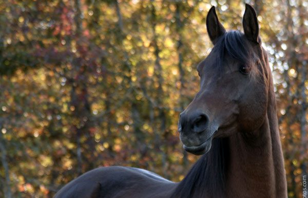 Arabian Horse