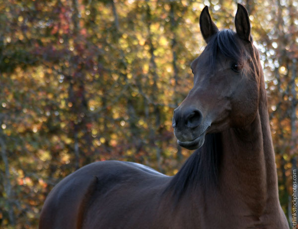 Arabian Horse