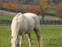 The value of fat in a horse’s diet autumn gray horse