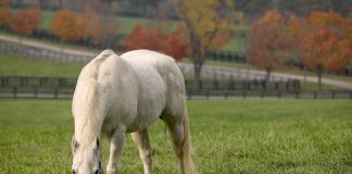 Horse grazing in the fall