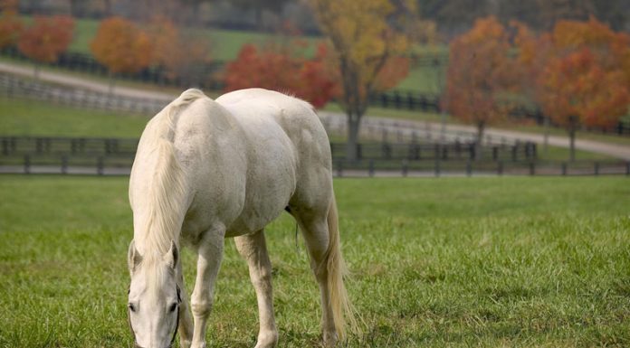 Horse grazing in the fall