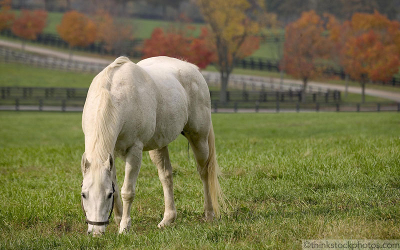 Horse grazing in the fall