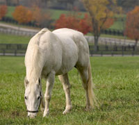 autumn gray horse