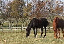 Horses grazing in the fall