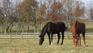 Ask the Vet: Fall Vaccinations for Horses