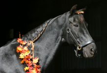 poll halloween horse