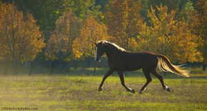 4 Reasons to be Thankful for Horses this Thanksgiving