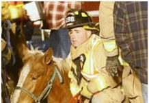 Illinois Legislature to Vote on Double-Decker Horse Trailer Ban awi alert