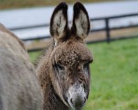 baby donkey