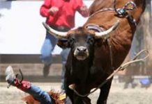 More Rodeo Riders Donning Safety Helmets bad bull