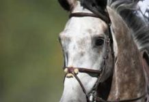 Badminton 2008 Begins badminton dapple