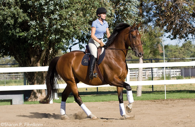 English horse and rider cantering