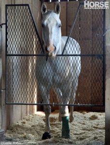 How to Bandage a Horse’s Leg