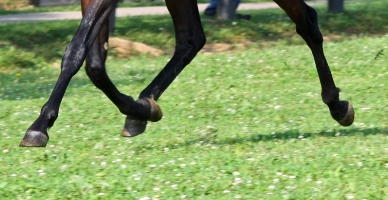 Switching from Shod to Barefoot