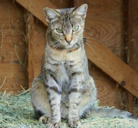 barn cat