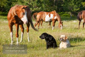 Barn Dog Safety