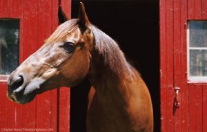 Finding the Right Boarding Barn