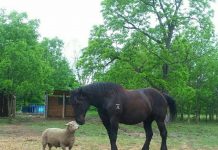 barnbestie juliet orazietti