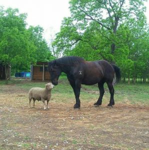 Your Horse’s Barn Bestie