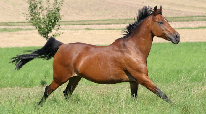 Bay horse cantering in a field