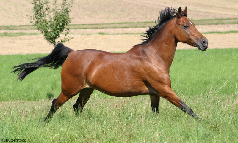 Bay horse cantering in a field