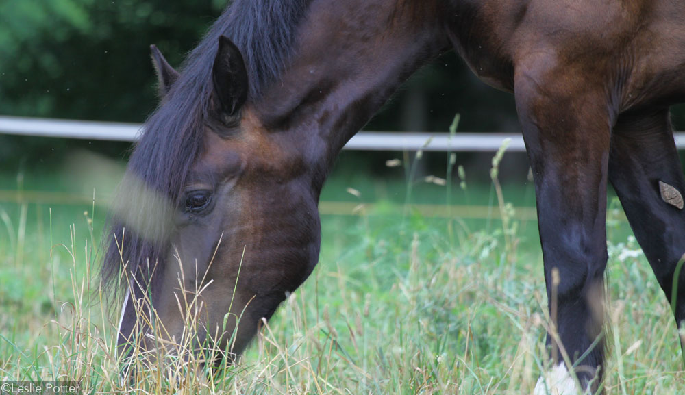 Bay horse grazing