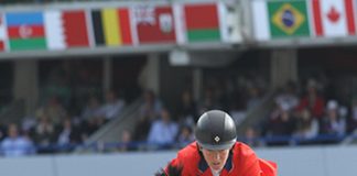 Horse Wallpapers for Your Phone beezie