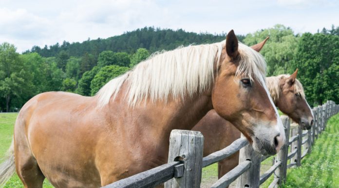 Belgian draft horses
