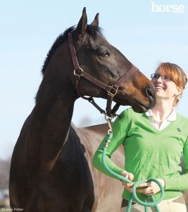 Finding Your New Horse