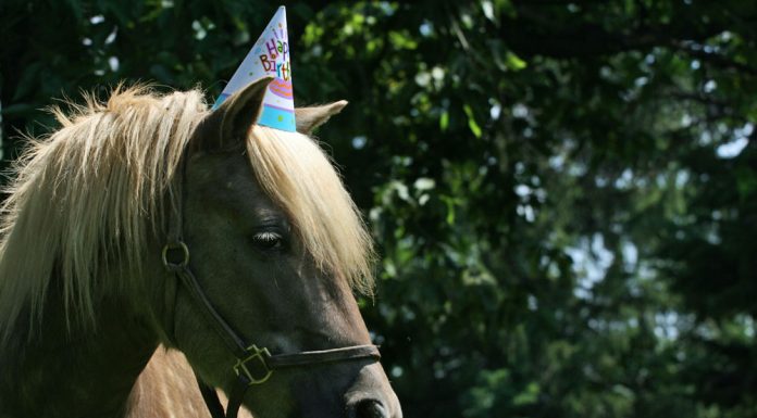 birthday pony