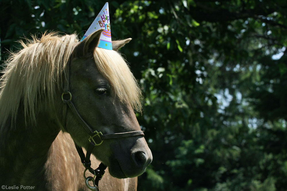 Diary of a Pony: Happy Birthday Marey!