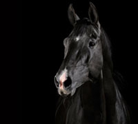 black akhal teke