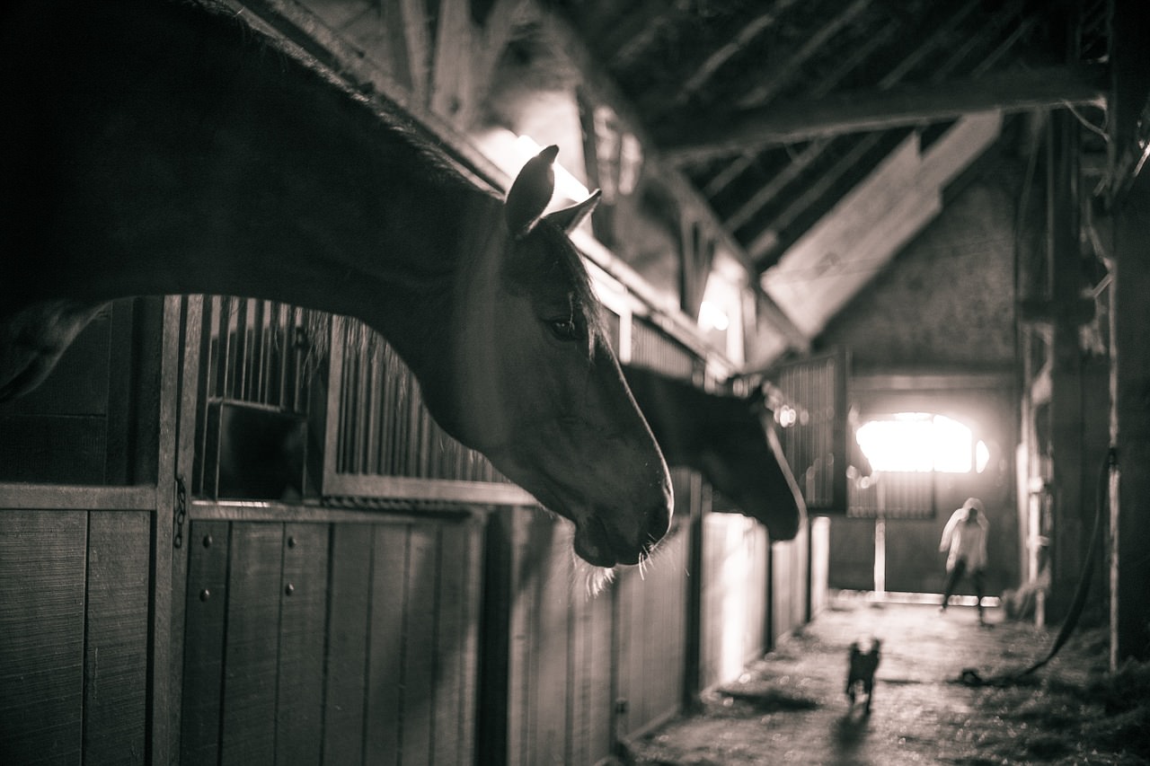 Horses in a barn