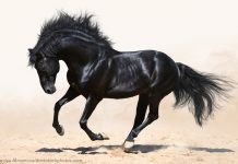black horse