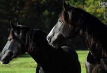 black horses