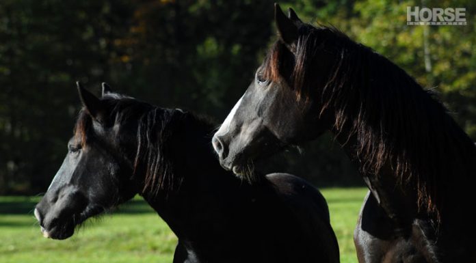 black horses