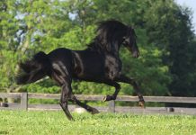 black morgan stallion