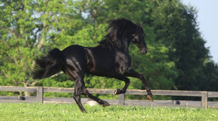 black morgan stallion